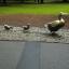 42-BAC 1X1-Make Way for Ducklings